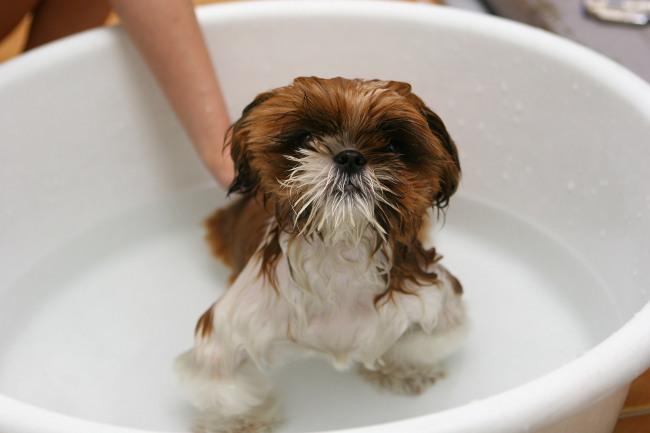 Bild von Hund der gewaschen wird