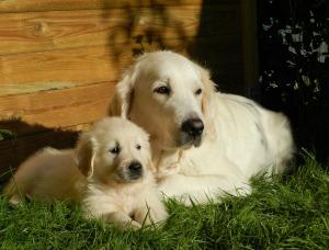 Golden Retriever Muttertier und Welpe