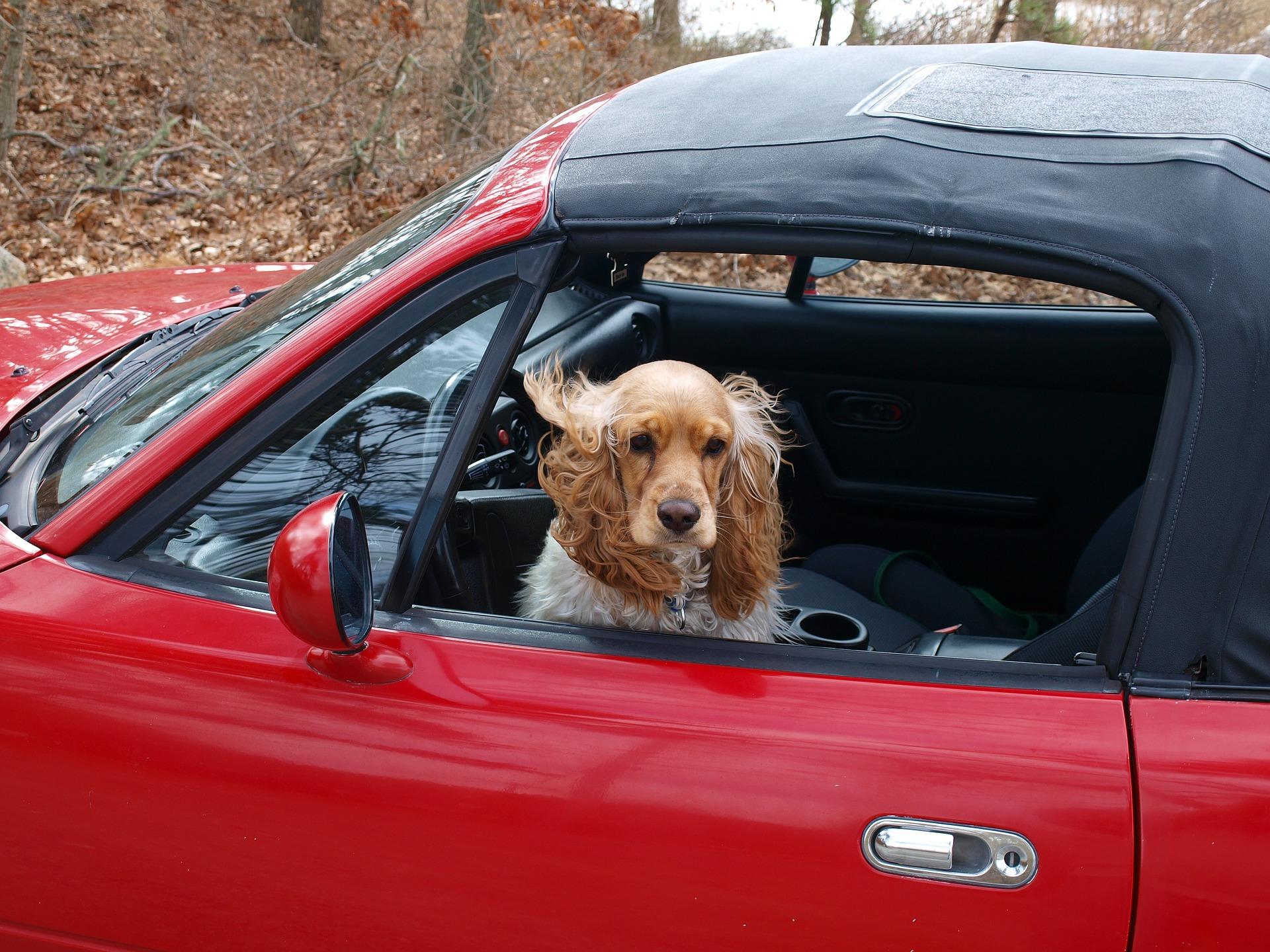 Bild Hund im Auto