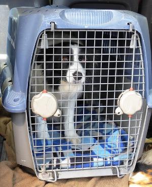 Die Transportbox sollte sowohl für die Größe als auch für das Gewicht des Hundes geeignet sein. Bild Hund in Transportbox