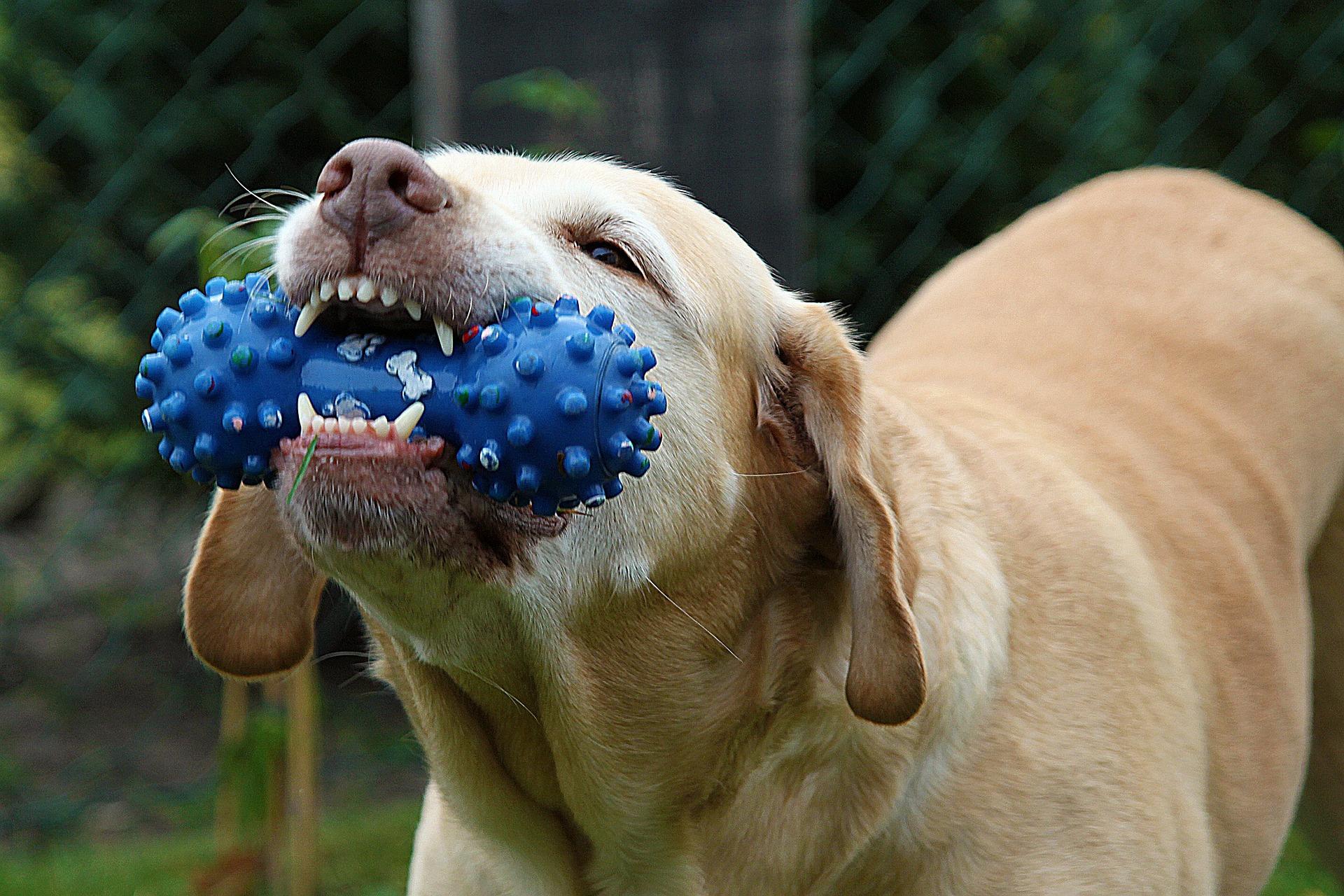 Auch bei Hunden ist Zahnpflege wichtig. Bild Acer Logo
