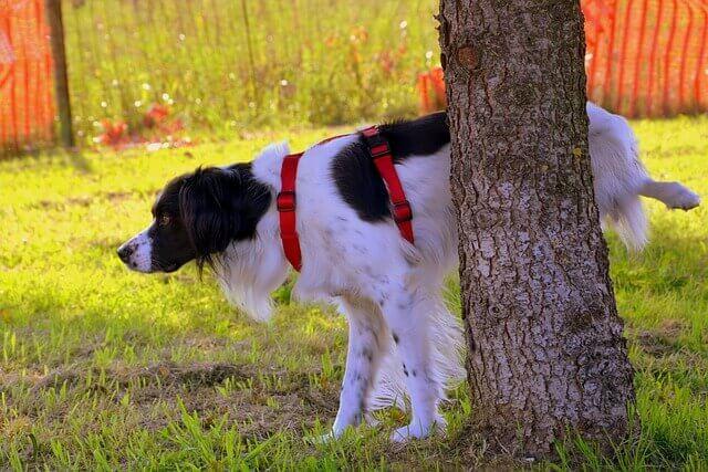 Hund uriniert an Baum