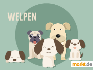 Ein Welpe braucht viel Aufmerksamkeit. Bild Welpen adoptieren