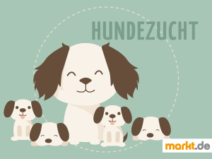 Hier gibt's Tipps rund um die Hundezucht. Bild Hundezucht / Züchter