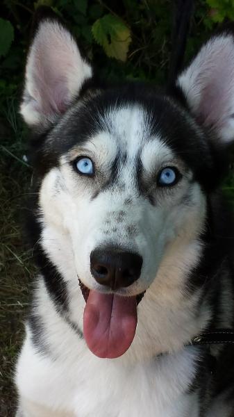 Husky Rüde blaue Augen