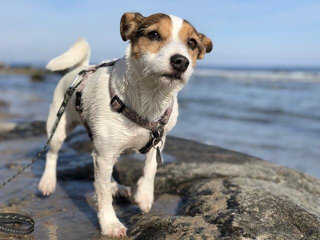 Parson Russell Terrier: Charakter, Aussehen, Haltung  markt.de