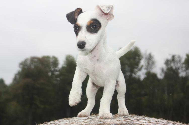 Parson Russell Terrier: Charakter, Aussehen, Haltung  markt.de