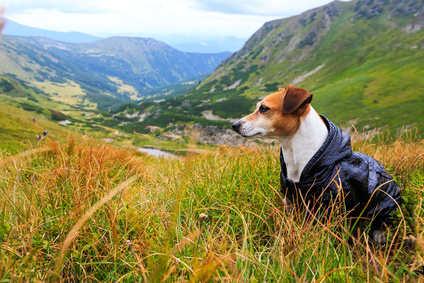 Bild von Jack Russell Terrier