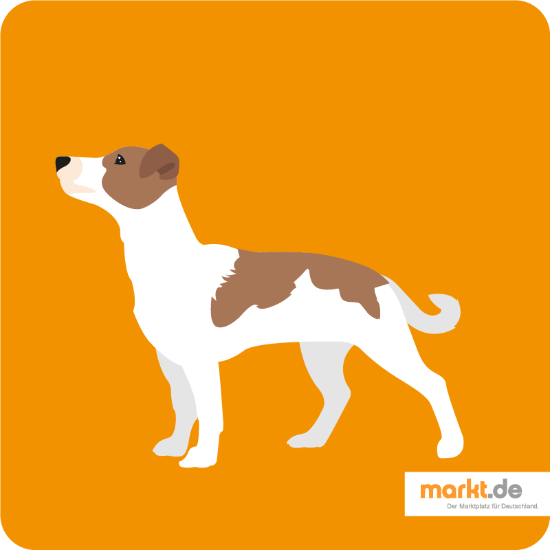 Jack Russell Terrier: Charakter, Aussehen, Haltung  markt.de