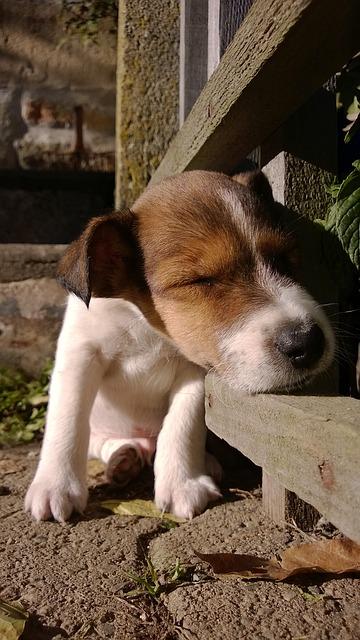 Bild Jack Russel Terrier