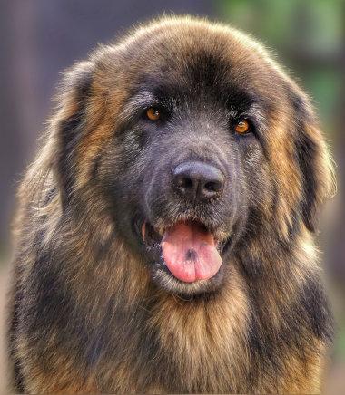 Leonberger Hund im Portrait