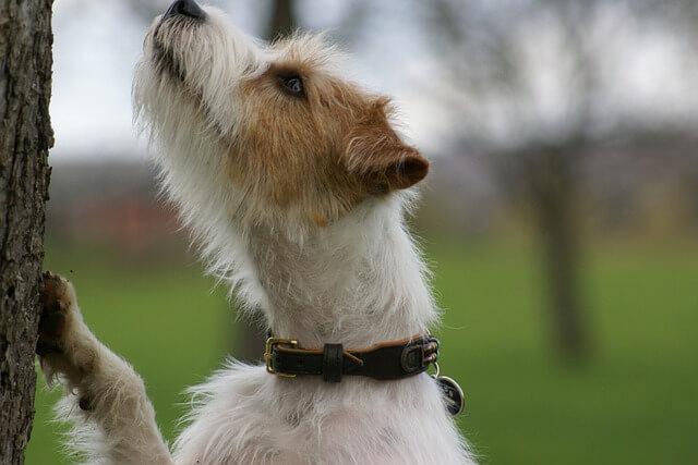 Parson Russel Terrier