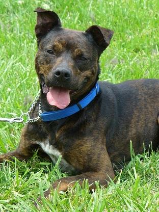 Amerikanischer Pittbull Terrier Rasseportrait Markt De