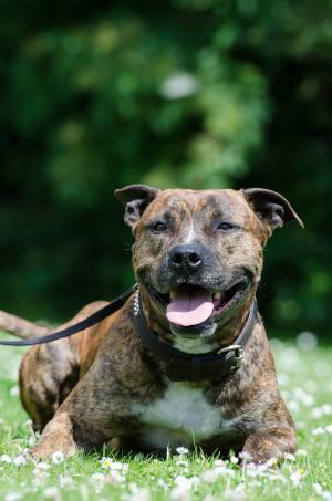 American Pitbull-Terrier auf der Wiese