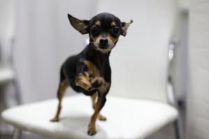 Featured image of post Toy Terrier Charakter