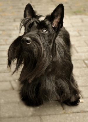 Scottish Terrier Schwarz