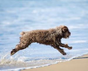 Spanischer Wasserhund am Strand
