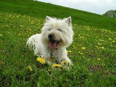 hunde, pflege