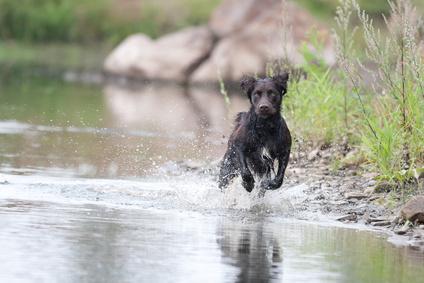 Deutscher Wachtelhund im Wasser
