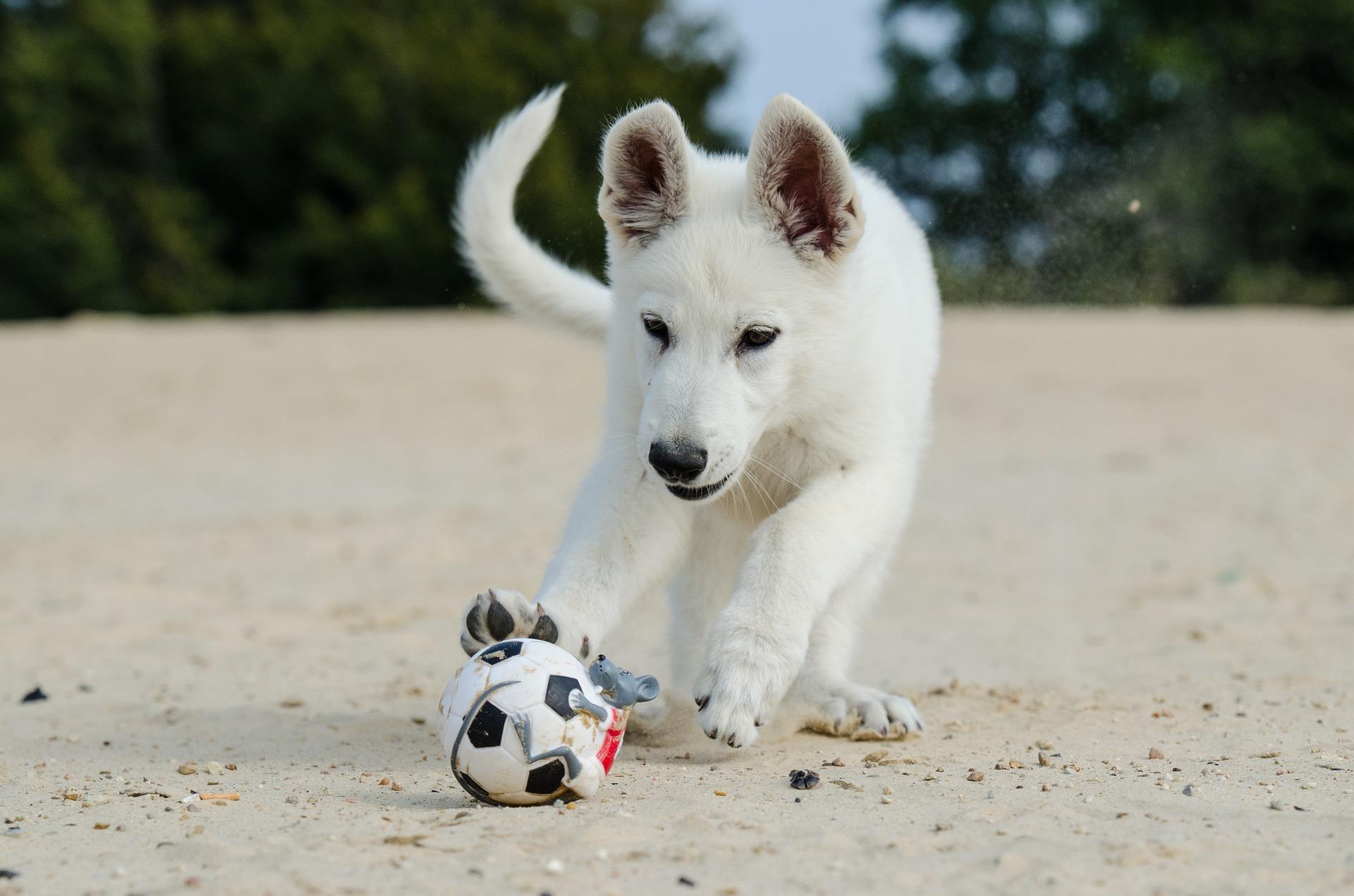 Bild Weißer Schweizer Schäferhund spielt Ball