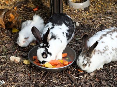 Kaninchen beim Fressen