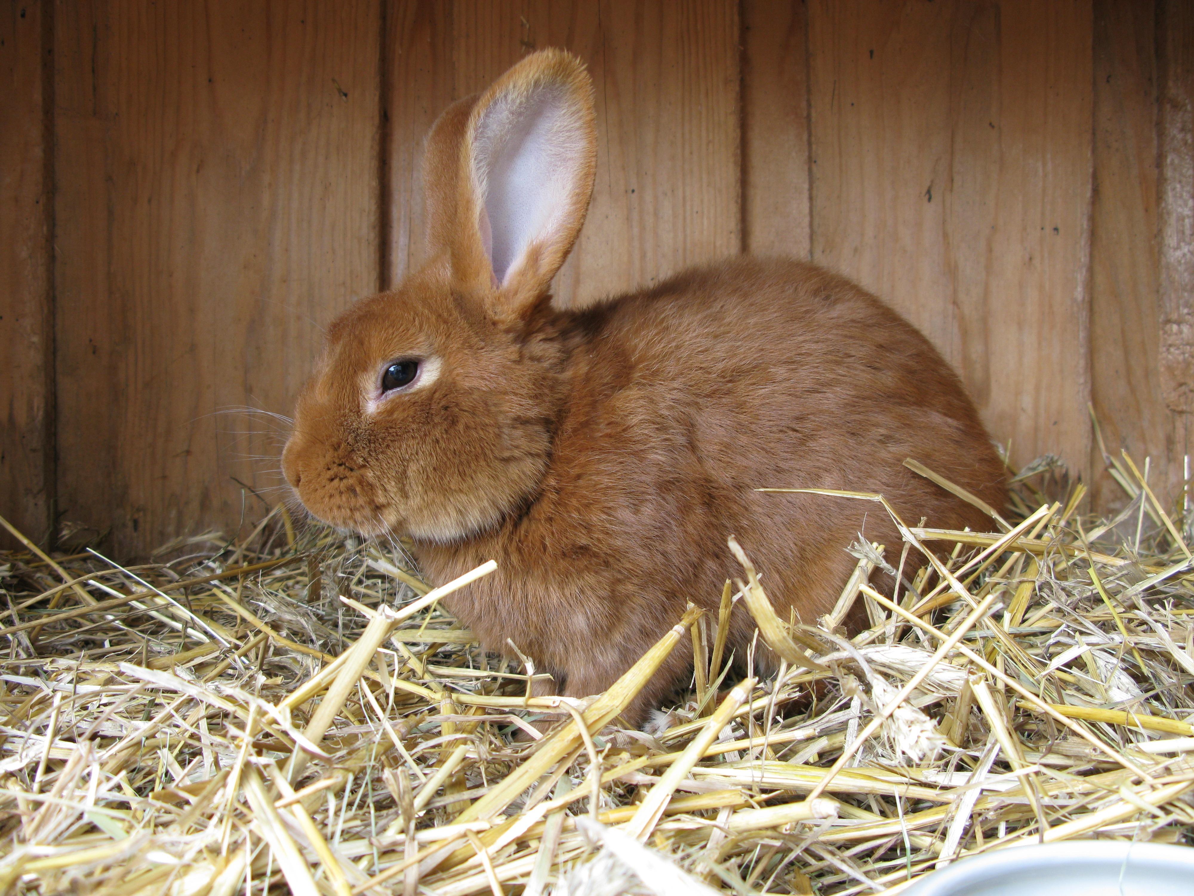 Bild von Kaninchen in Stall