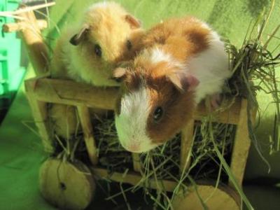 Das ist ein Meerschweinchen Meerschweinchen