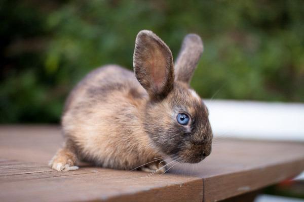 Unsere Top Favoriten - Suchen Sie bei uns die Kaninchen standard Ihrer Träume