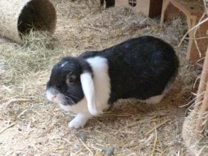 Zwergwidder benötigen genügend Platz zum Toben. Zwergwidder Auslauf