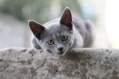 Graue, junge Katze auf einer Mauer