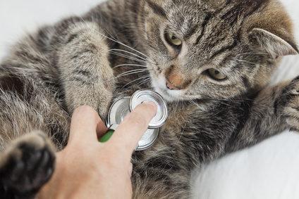 Bild von Katze beim Tierarzt