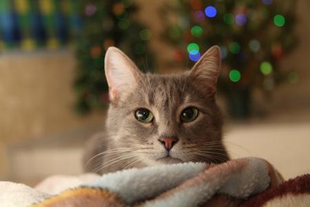 Katze vor dem Weihnachtsbaum