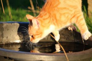 Katze schnuppert an Wasseroberfläche