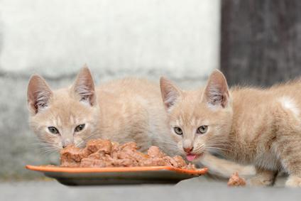 Katzen fressen Nassfutter für Flüssigkeitsaufnahme