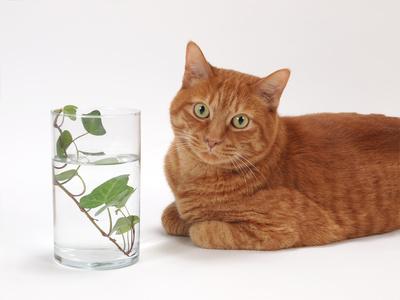 Katze starrt Wasser an, aber trinkt zu wenig