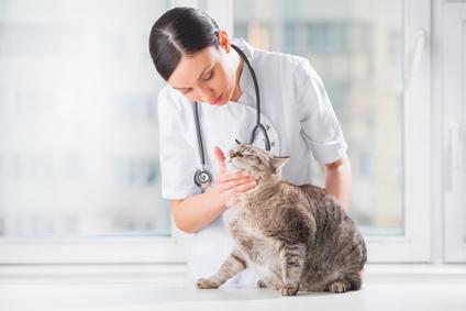 Bild Katze beim Tierarzt