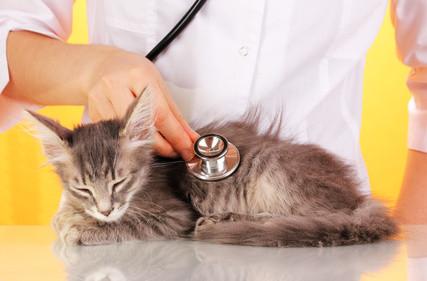 Katze beim Tierarzt wegen Übelkeit - sie hatte sich übergeben