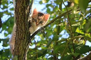 Katzenbaby im Baum