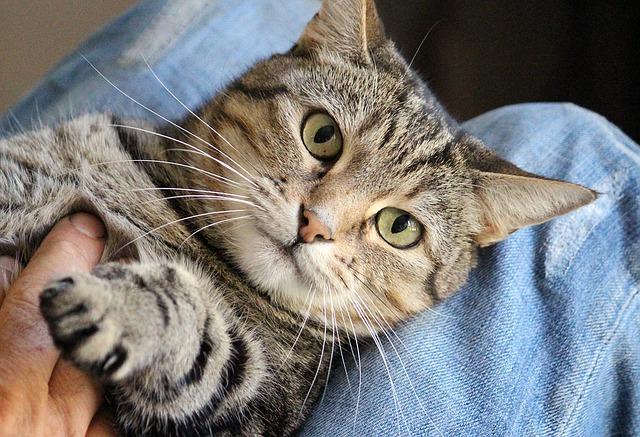 Katzen Streicheln Tipps Für Streicheleinheiten Marktde