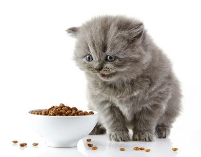Katzen Nahrungsergänzungsmittel im Napf