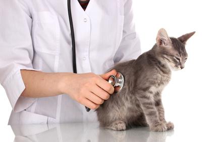 Tierarzt Katze