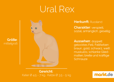 Rasseportrait Ural Rex