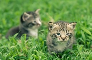 Warum Fressen Katzen Gras Marktde