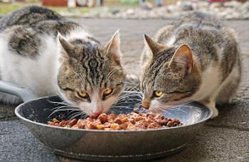 Zwei Katzen beim Fressen
