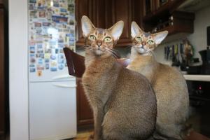 Abessinier Katzen Paar