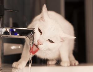 Anatoli Katze trinkt vom Wasserhahn