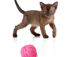 Asian Katze spielt mit pinker Wolle