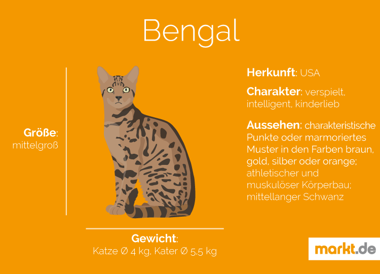 Bengalische Katze Größe