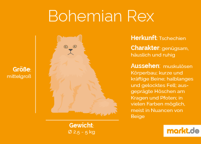 Grafik Rasseportrait Bohemian Rex