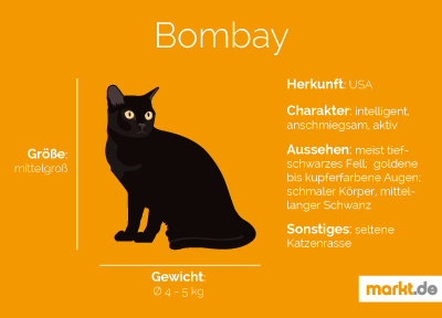 Bombay Katze